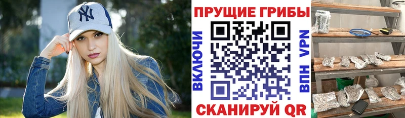 где найти   Кириллов  Галлюциногенные грибы Psilocybe 